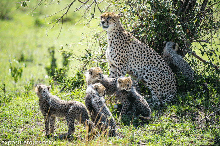 Bộ ảnh tuyệt vời về tổ ấm của… báo cheetah